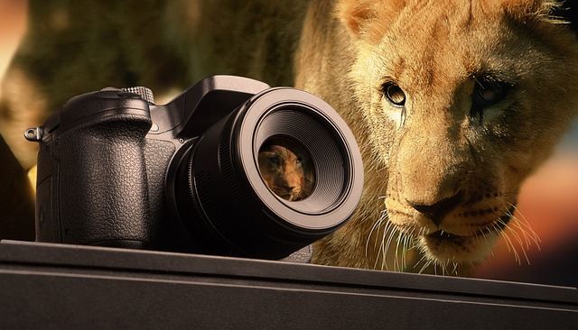 Fotocamera utilizzata in un safari con leonessa